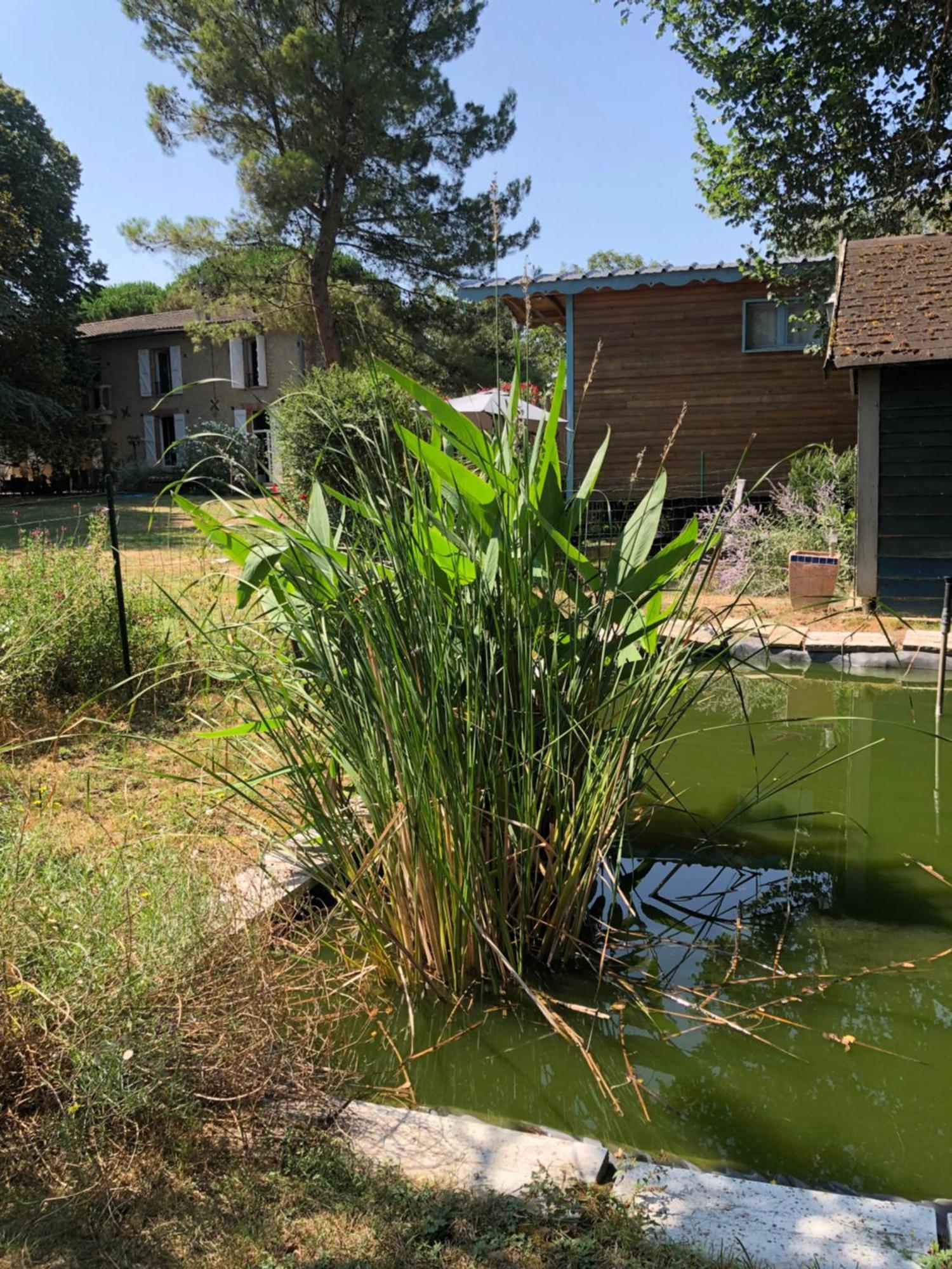 Bed and Breakfast La Bastide De Negra Montesquieu-Lauragais Exterior foto